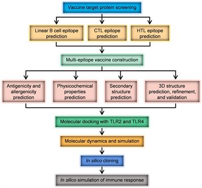 Design of a Helicobacter pylori multi-epitope vaccine based on immunoinformatics
